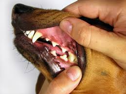 slecht tandvlees hond