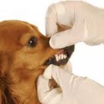 hond gebit slechte adem