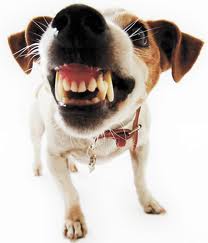 Tips en adviezen tegen slechte adem bij honden