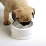 water drinken hond