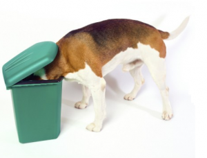 Ruim afval op! Honden kunnen het eten. 