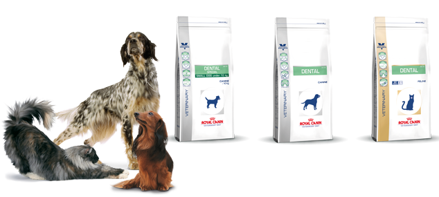 ROYAL CANIN dental diet