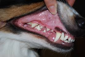 Bloedend tandvlees hond
