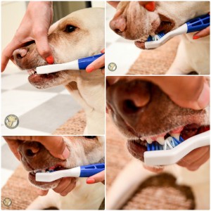 ZooTooth Elektrische tandenborstel