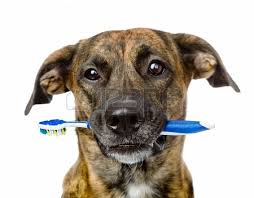 tanden poetsen hond