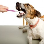 Tanden poetsen bij honden aanleren in 10 stappen. 