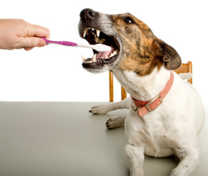 tandplak bij honden