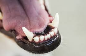 tandplak hond