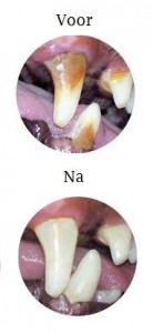 zelf tandsteen verwijderen bij honden