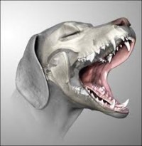 tanden van een hond