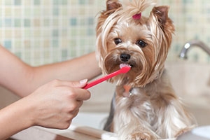 tandverzorging honden