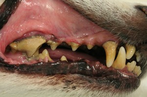 veel tandplak hond