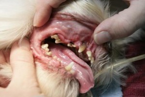 opgezwollen tandvlees hond