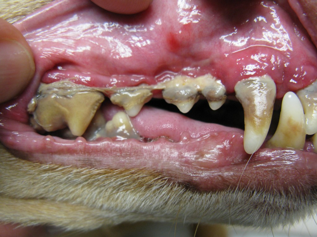 Hond met slecht gebit? 5 Tips tegen parodontitis Hond stinkt uit zijn bek? 10 Tips slechte