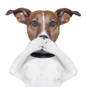Tragisch Neuropathie Voldoen Hondengeur in huis verwijderen? | 5 Tips! | Hond stinkt uit zijn bek? | 10  Tips slechte adem hond!
