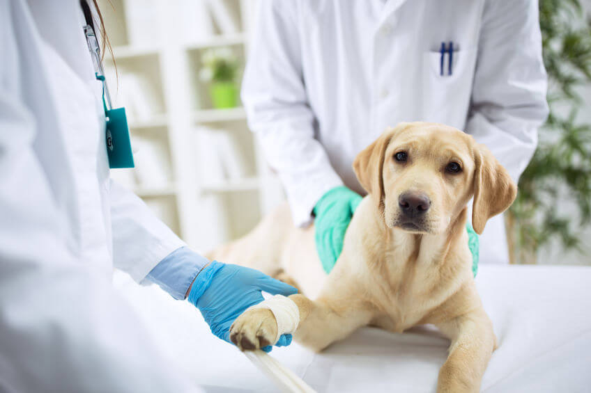 hond met suikerziekte of diabetes