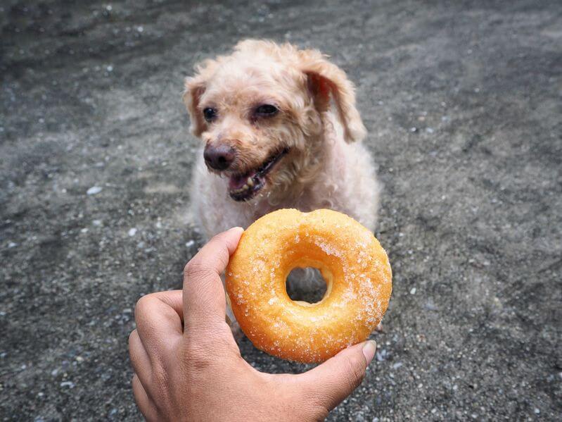 diabetes hond oorzaak